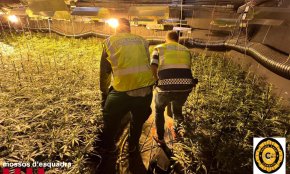Desmantellada una plantació de marihuana en dos habitatges de Cambrils 