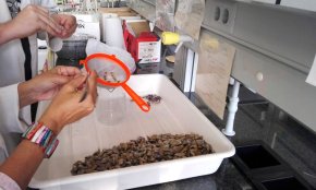 Un estudi de la URV determina que una persona adulta ingereix uns 8.100 microplàstics cada any amb el consum de mol·luscs