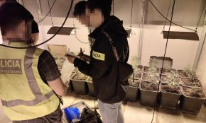 Els Mossos d’Esquadra detenen 14 persones i desmantellen un grup criminal especialitzat en el cultiu i tràfic de marihuana intensiu al Camp de Tarragona