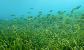 El Departament de Medi Ambient de l'Ajuntament recorda la normativa per protegir la reserva marina del Cavet