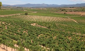 La DO Tarragona i la DO Conca de Barberà esperen una verema amb menys raïm que l'any passat però de bona qualitat