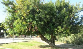 Es denuncien 17 persones en una setmana pel furt de prop d’una tona de garrofes al Baix Camp
