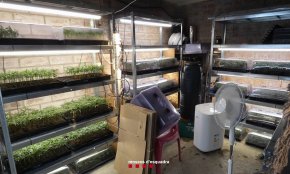 Els Mossos d’Esquadra detenen dues persones que feien de cultivadors d’esqueixos de marihuana per a la seva posterior venda a Almoster