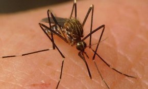Una parella de Reus, infectada amb el virus del Nil Occidental