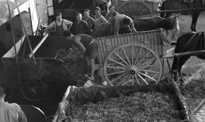 El centenari de l'antic Celler agrícola protagonitzarà el Cicle de Memòria de Tardor