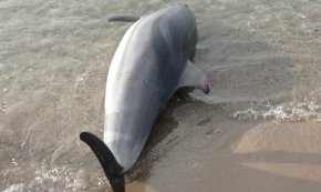 Apareix un dofí mort a la platja de l'Ardiaca