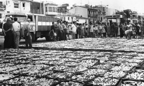 Peix blau capturat en quantitats extraordinàries / Novembre 1973