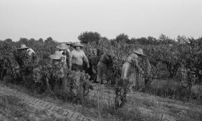 De quan a Cambrils hi havia camps de vinyes i es produïa vi al celler agrícola