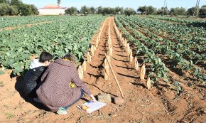 Cultura i entorn agrícola es donen la mà a la primera edició del Festival Partides (CONTÉ GALERIA FOTOGRÀFICA)