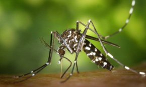 La vespa asiàtica, el mosquit tigre o el morrut de les palmeres, algunes de les espècies exòtiques més expandides