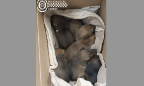 La Policia Local entrega a una associació animal sis cadells de gos que havien estat abandonats en una zona rural