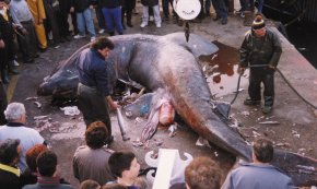 Captura d'un tauró peregrí de nou metres de llarg i dues tones de pes / Febrer 1993