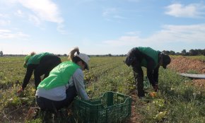 Espigoladors busca voluntaris a Cambrils per una collita demà al matí