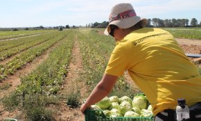 Espigoladors busca voluntaris a Cambrils per collir patates aquesta tarda