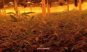 Els Mossos d'Esquadra desmantellen una plantació de marihuana en un mas de Vinyols i els Arcs