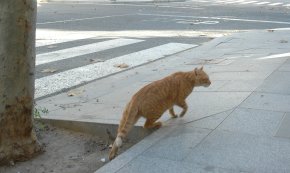 Rebutjada una moció que demanava ampliar la col·laboració amb Amigats