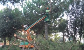 Es talen els pins de la rotonda de l'avinguda d'Horta de Santa Maria per fer-hi un tram de passeig