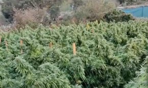 Els Mossos d'Esquadra desmantellen una plantació de 3.800 plantes de marihuana a Riudecols