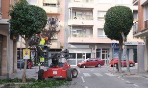 Comença la campanya de poda de l'arbrat viari