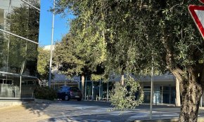 L'empresa de jardineria recollirà gratuïtament les olives dels arbres ubicats en espais públics