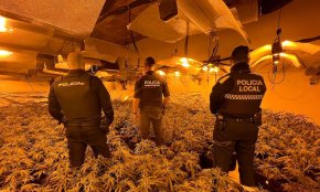 La Policia de Cambrils desmantella una plantació de marihuana amb 475 plantes