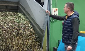 Jardineria Bordera cull més de 7.000 quilos d'olives per a finalitats socials
