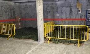 Un miler de plantes de marihuana col·lapsen la comissaria dels Mossos a Cambrils