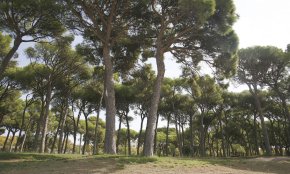 Més de 3.450 pins de Cambrils han rebut el tractament contra l'eruga processionària