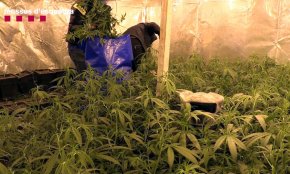 En marxa una operació de Mossos d'Esquadra i Policia Nacional al Baix Camp contra una banda que assaltava plantacions de marihuana