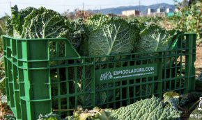 La Fundació Espigoladors organitza una espigolada d'enciams, demà, a Cambrils
