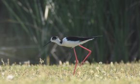 El Parc Samà serà un dels espais de la Festa dels falciots, la primera edició d'aquest esdeveniment ornitològic