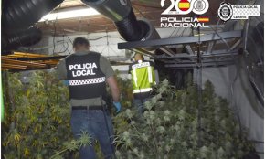Desmantellen un cultiu de 300 plantes de cànnabis en una casa de Vilafortuny