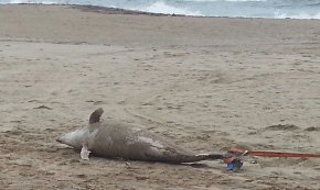 Es localitza un dofí mort a la platja de l'Ardiaca