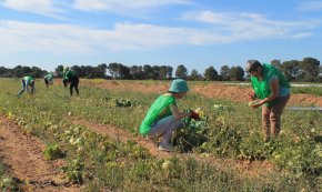 Espigoladors busca voluntaris demà al matí per collir cebes sense sortida comercial