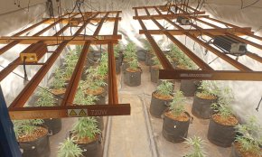 Detenen sis homes en una plantació interior de marihuana en una nau industrial de Reus
