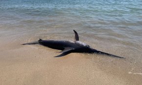 Un peix espasa mor a la platja de l'Ardiaca