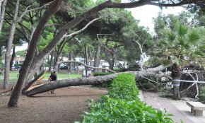 Una dona resulta ferida lleu després de la caiguda d'un pi al passeig litoral de Vilafortuny