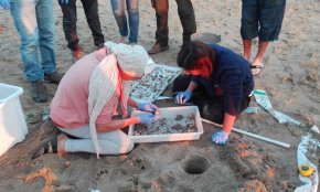 Es troba un niu amb 112 ous de tortuga babaua a la platja de Vilafortuny