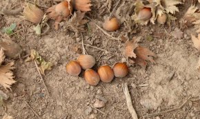 Tercer any consecutiu de mala collita de fruita seca al Camp de Tarragona per la sequera