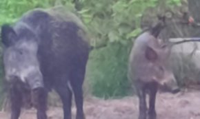 Una parella de porcs senglars causa incidents amb persones i mascotes a Vilafortuny