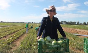 Espigoladors busca voluntaris pel proper dimecres per collir melons sense sortida comercial
