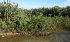 L'Ajuntament instal·larà una lona biodegradable per evitar el creixement de canyes a la riera de Maspujols