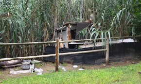 L'associació Amigats alerta del descontrol de les colònies felines: «Tota la nostra feina de 10 anys se'n va en orris»