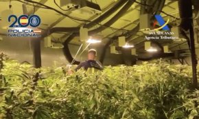 Deu detinguts i 4.000 plantes de marihuana decomissades en set municipis del Baix Camp i el Tarragonès