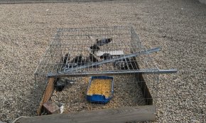 L'ONG Mis amigas las palomas demana a l'Ajuntament la retirada de gàbies-trampa per a la captura de coloms i tórtores
