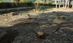 Es talen 15 pins del pinar dels aiguamolls de la riera de Maspujols
