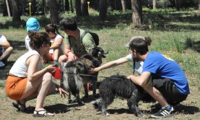 Cambrils compta amb més de 5.300 animals censats entre gossos, gats i fures