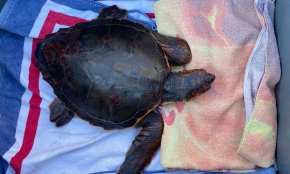 L’embarcació cambrilenca Marina Flaira rescata una tortuga ferida