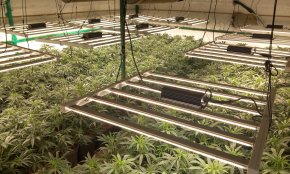 Els Mossos d'Esquadra desmantellen dos punts de venda de droga i una plantació de marihuana a Reus