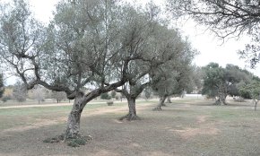 El PP demana millorar la il·luminació del parc del carrer de Pere Vergés per a una major seguretat